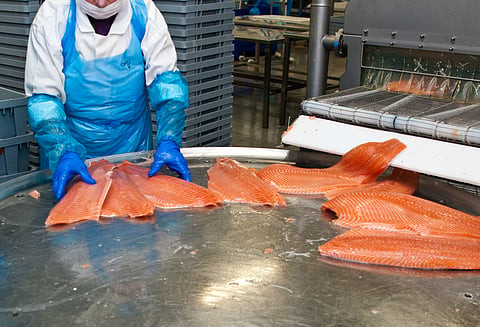 Norway's "production fish" export ban is a trade barrier, says EU