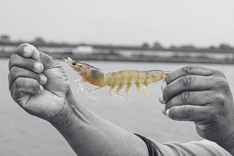 The Sustainable Shrimp Partnership celebrates 6 years of "commitment and alliances"