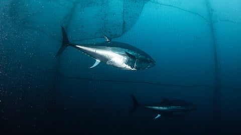 In 2024, Norway will maintain its Atlantic bluefin tuna quota and be able to fish 386.4 tons of Atlantic bluefin tuna.