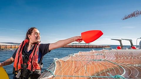 New UK award to honour early career innovators in aquaculture