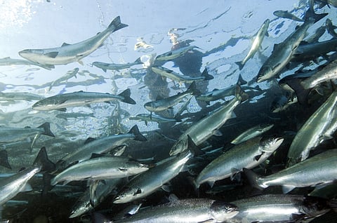 Norway records its highest mortality rate of sea-phase salmon