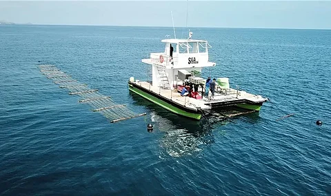 Sea6 Energy’s SeaCombine™ cataraman simultaneously harvests and re-plants seaweed.