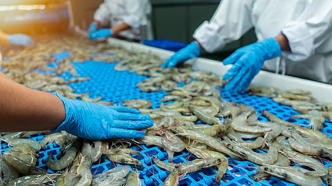 The Southern Shrimp Alliance urges the US Congress to take action against Indian shrimp imports