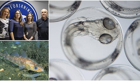 Researchers Kaja Skjærven, Maud Alix, Lene Kleppe, and Olav Kjesbu investigated the effect of increased water temperature on cod offspring.