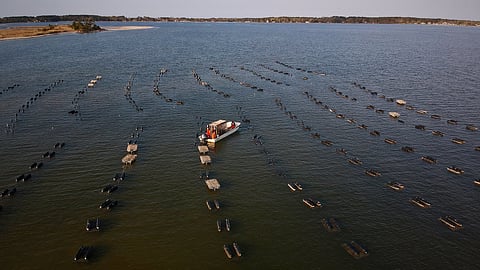 The initiative will provide the US aquaculture sector with access to comprehensive economic and market research.