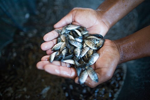 "Aquaculture has been identified as a vehicle that will drive production and diversification," said Minister of Agriculture, Fisheries and Mining, Floyd Green, about the tilapia hatchery project in St. Catherine.