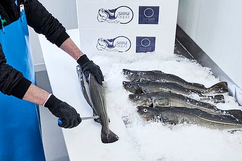 Farmed cod from the Norwegian company Norcod.