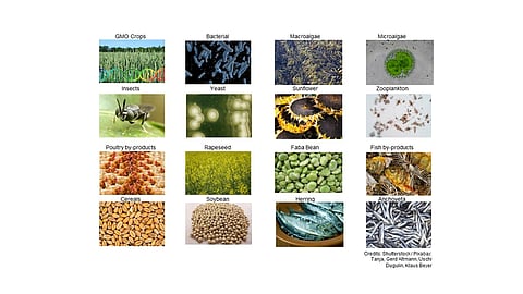 Proteins for use in aquafeed come from a variety of sources, including fishmeal and other marine ingredients, insect meal, single-cell protein, grains and cereals, and other plant-based proteins.
