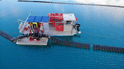 FlipFarm presents new oyster farming systems to assist local farmers