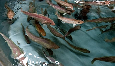 A new protocol shows what sexual maturation looks like in farmed cod. Here an illustration photo of farmed cod in a tank.