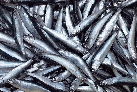 Anchovies from Peru.