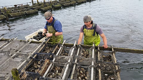 A Pacific Oyster farm in Tasmania.