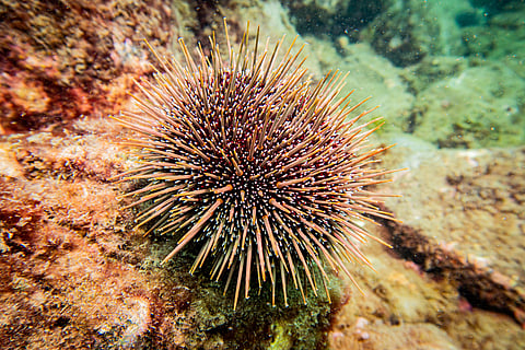 Kina is the name given to the native sea urchins of New Zealand. Overpopulation of this species is wiping out kelp forests and, with them, entire ecosystems. 