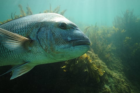 Australasian snapper, Pagrus auratus.