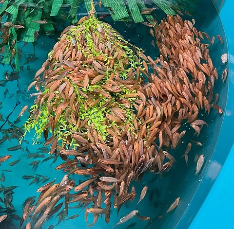Aeromonas salmonicida causes fatal outbreaks of disease in ballan wrasse and impacts their ability to treat sea lice.