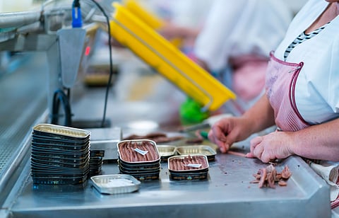 Artisanal manufacture of cantabrico anchovies, Anchovy factory, Laredo, Cantabria, Spain, Europe.