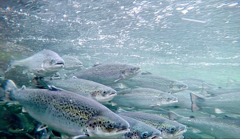 Norwegian study shows farmed salmon can adapt well to offshore conditions