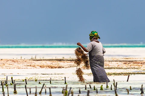 A seaweed farmer in Paje, Zanzibar, Tanzania. Around 80% of all seaweed producers in Zanzibar are women.