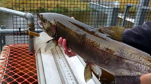 US allocates $60M to protect tribal rights and hatcheries across the Columbia River Basin