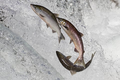 Wild salmon swimming upstream at Brooks Falls in Katmai National Park, Alaska.