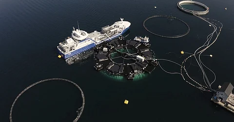 Aerial view of the Marine Donut as fish stocking is in progress.