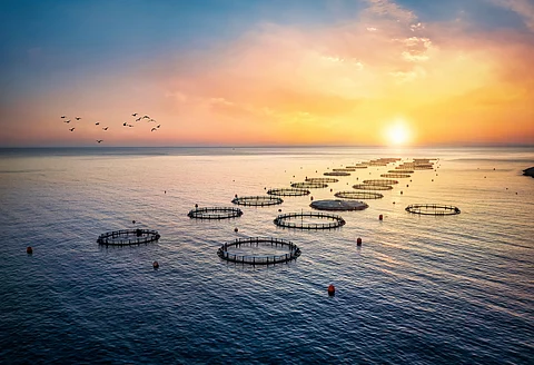 UK collaboration to help fish farmers with water analysis