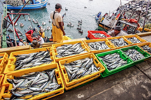 Anchovy unloading already exceeds one million tons in Peru