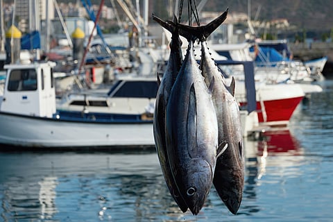 Fishing boat unloading tuna at harbor pier.