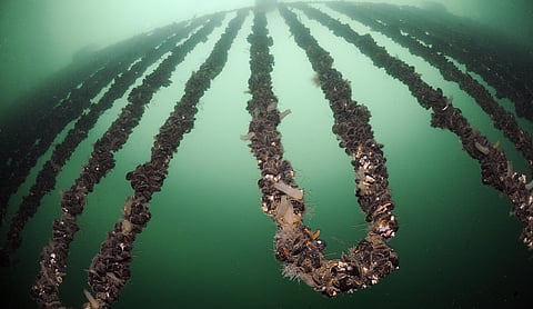 Mussels contain a range of nutrients that salmon need in the fish feed they consume.