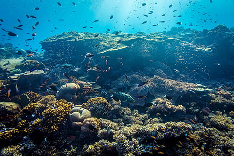 Ocean 14 Capital Fund I reaches hard cap of €200 million providing transformative investment into the global ‘Blue Economy’.