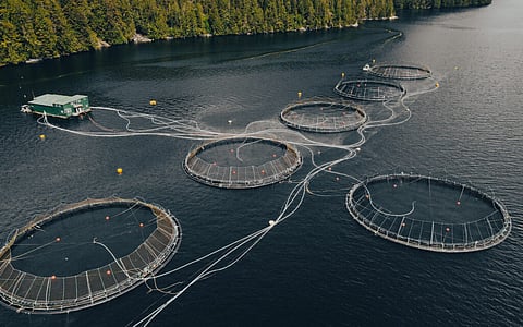 Kitasoo Xai'xais Nation salmon farm.
