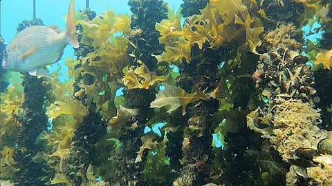 Australasian snapper swimming amongst lines of farmed mussels with attached kelp.