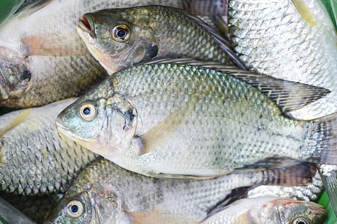 Tilapia generally need warm water between 26°C and 30°C to thrive.