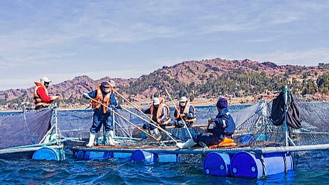 Fish farmers in Peru.