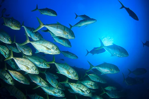 The GTA campaign is particularly dedicated to Indian Ocean tuna as its stocks are unprotected and vulnerable to overfishing.