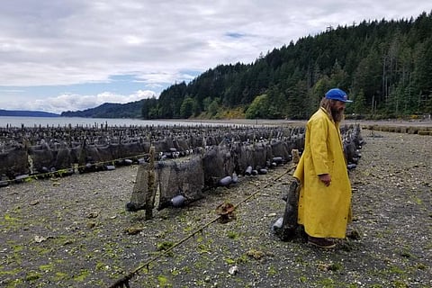 Shellfish Farmer and his tumbled oyster farm on Hood Canal, WA.
