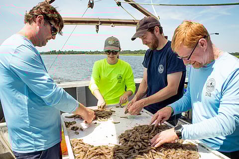 SCDNR staff sort shrimp aboard a monthly crustacean trawl survey in Charleston Harbor.