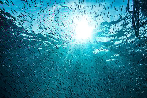 School of small fish underwater in bright sunlight.