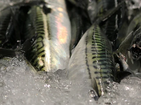 The Faroe Islands can fish 35% of their quota in British waters and 40% in Norwegian waters.