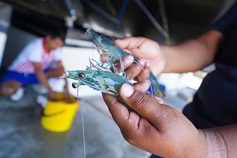 Hands showing a whiteleg shrimp from Peru.