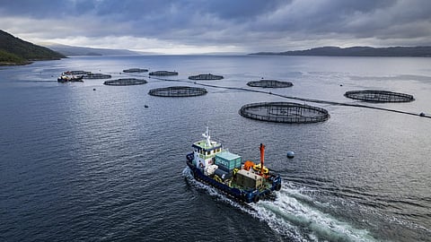 Bakkafrost is one of the Isle of Lewis's largest employers.