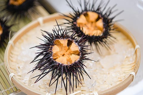 Sea urchins with plenty of 'uni' (sea urchin roe).