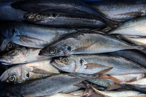 Jack mackerel from Peru.