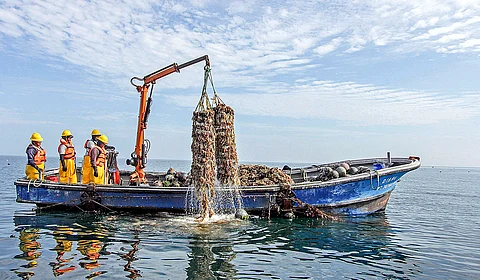 The most requested course has been 'MAM-010 Artisanal Fisherman with Accredited Experience'.