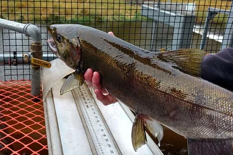 Coho salmon from the Lostine River.