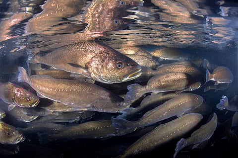 Farmed corvina - fish meagre (Argyrosomus regius).