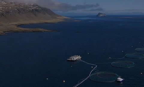 Kaldvík's fish farm, Iceland.