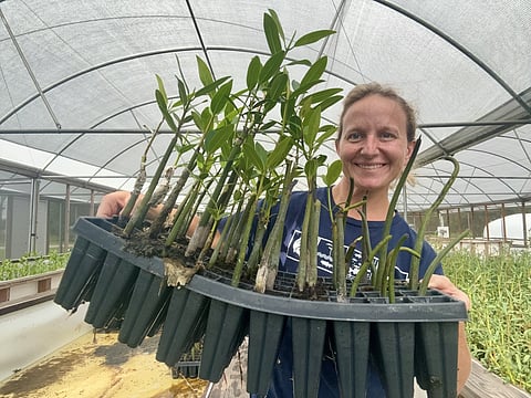 The Propagule Collection Project brings together two companies with a shared mission to strengthen coastal ecosystems through innovative, sustainable practices. Pictured: Pine Island Redfish CEO Megan Sorby with some of the mangrove seedlings.