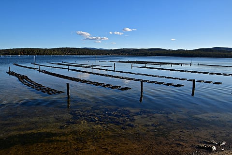 Oyster farm long-line system for Sydney Rock Oysters in Pambula Lake, New South Wales, Australia.