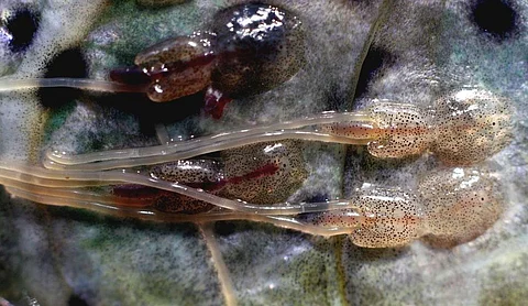 A close-up of sea lice parasites attached to fish skin. "The production of salmon lice has never been higher in the north than it is now," says marine scientist Anne Sandvik.
